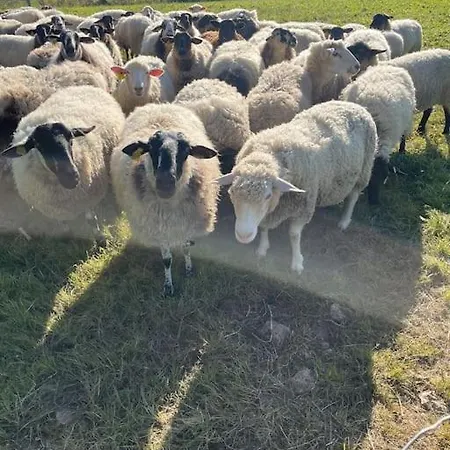 Beautiful Charente With Swimming Pool Vakantiehuis *